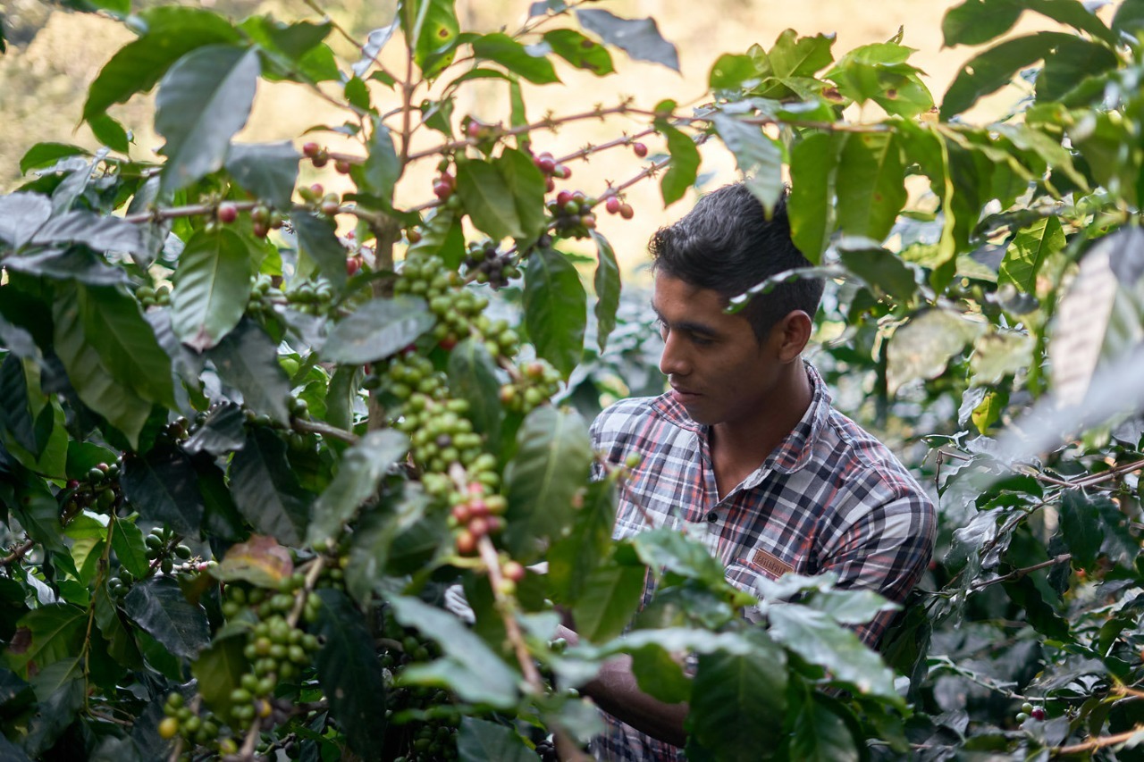 NESTLÉ PRESENTÓ EL PLAN NESCAFÉ 2030 