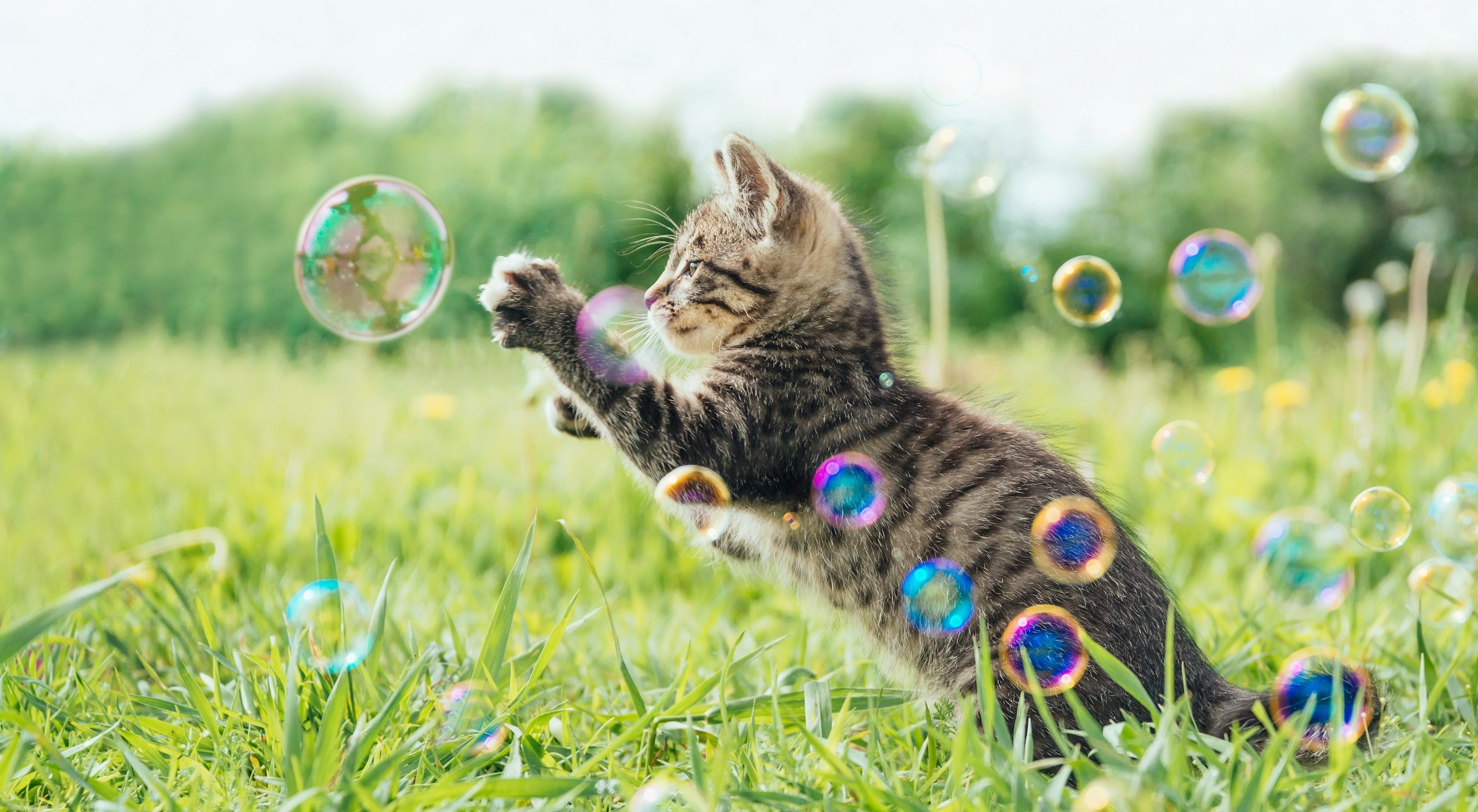 PURINA ONE CAMBIA LA VIDA DE LAS MASCOTAS EN 28 DÍAS
