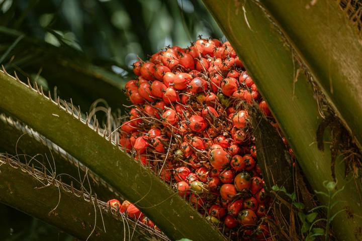 aceite de palma producidas en el 2022