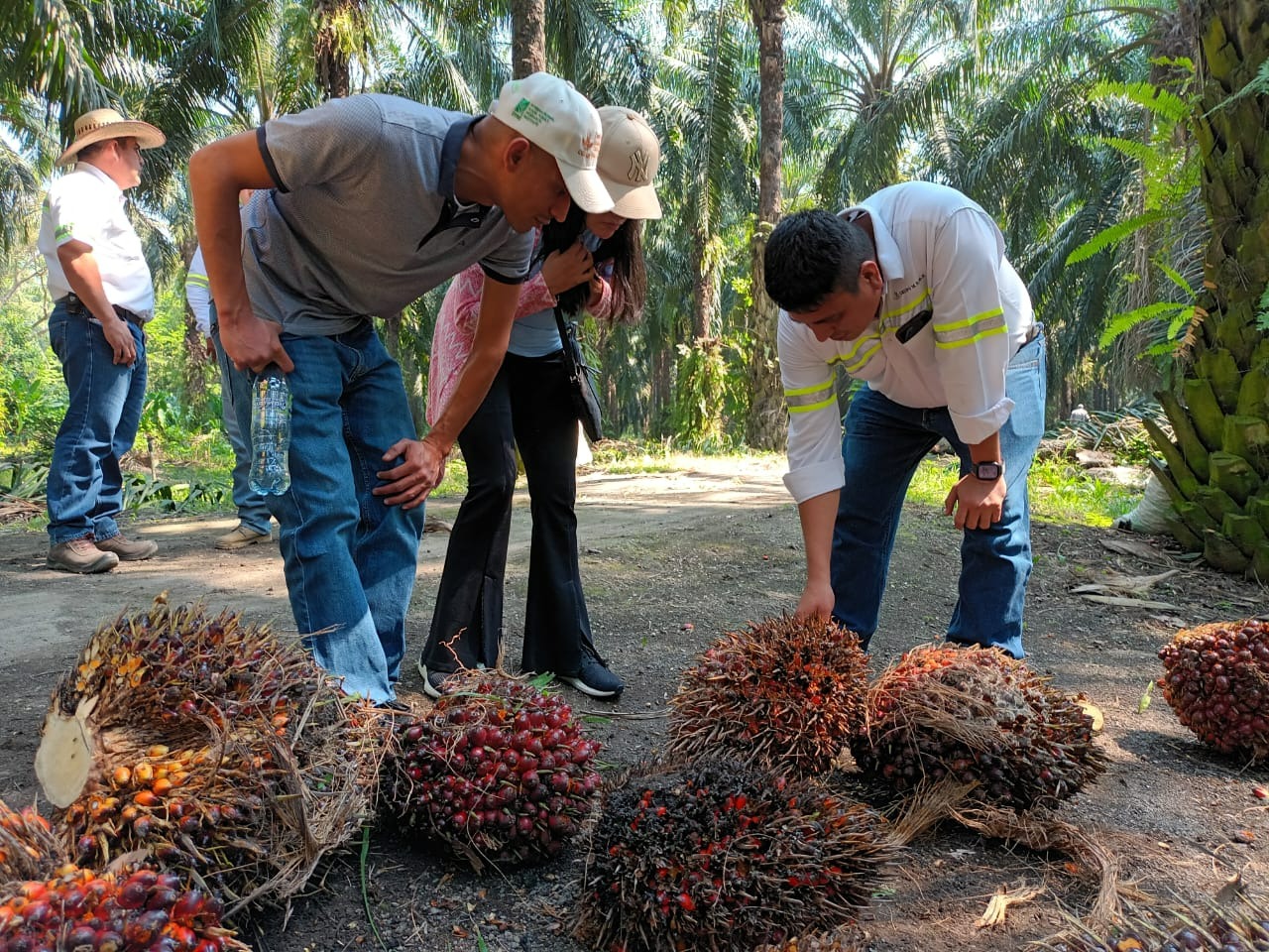 GREPALMA EN ALIANZA CON CIAT AVANZA 