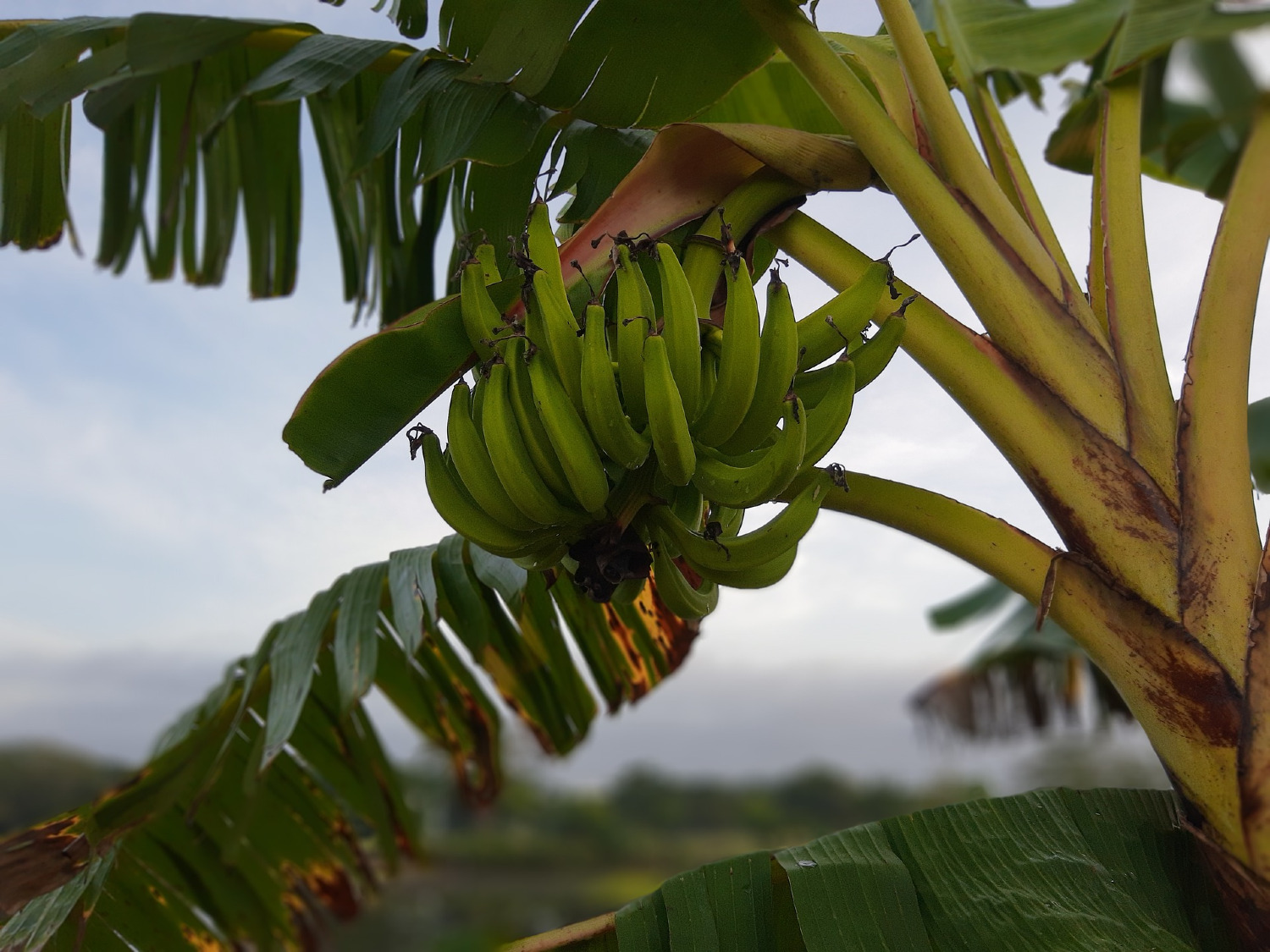 FORAGRO AMPLÍA SU CAPACIDAD DE PRODUCCIÓN  PARA LA PROTECCIÓN DE FRUTA EN LA REGIÓN  