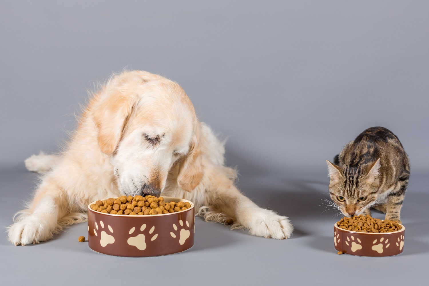 UNA CORRECTA ALIMENTACIÓN PUEDE  MEJORAR LA CALIDAD DE VIDA DE NUESTRAS MASCOTAS
