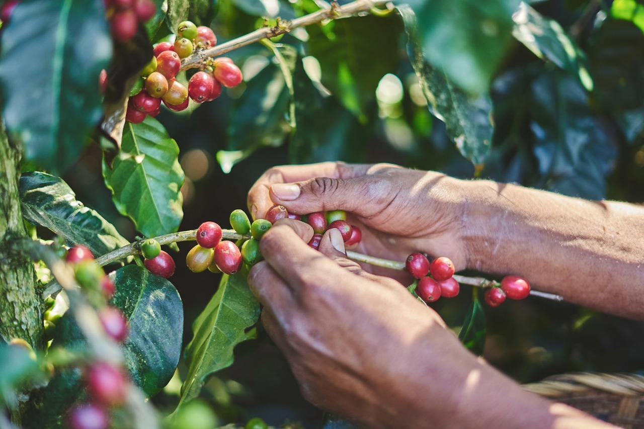 NESTLÉ PRESENTÓ EL PLAN NESCAFÉ 2030 