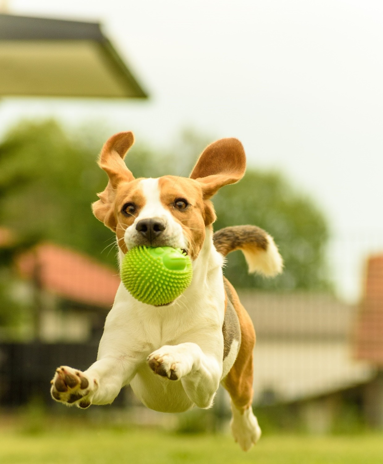 PURINA ONE CAMBIA LA VIDA DE LAS MASCOTAS EN 28 DÍAS