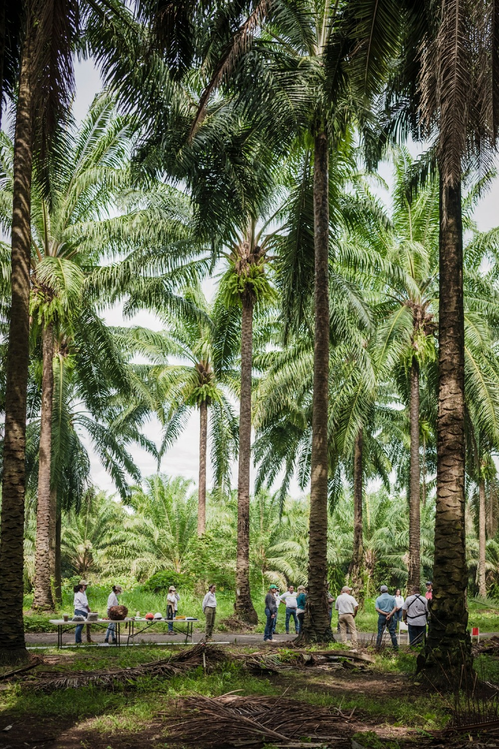 Guatemala supera el millón de toneladas métricas de aceite de palma producidas en el 2022