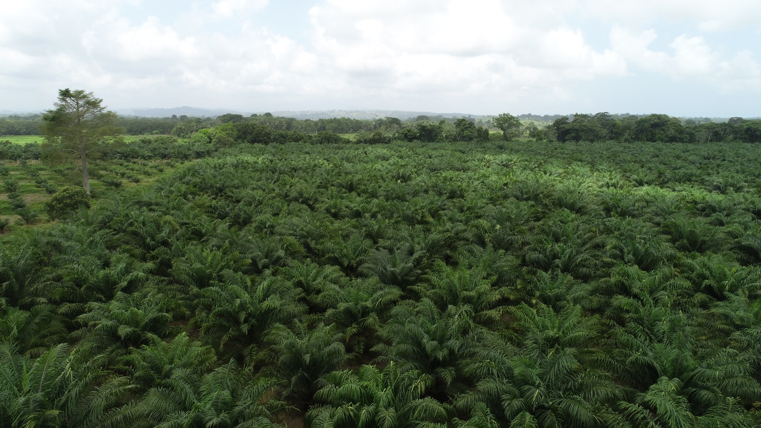 MONITOREAN SATELITALMENTE EL CULTIVO DE PALMA DE ACEITE EN GUATEMALA PARA ASEGURAR UNA PRODUCCIÓN SOSTENIBLE 