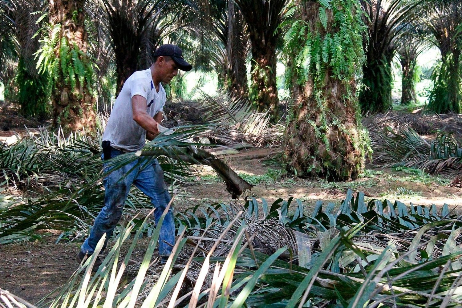 GREPALMA Y RSPO LATINOAMÉRICA ESTABLECEN ALIANZA ESTRATÉGICA 